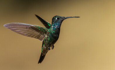 Fototapeta premium Rivoli's hummingbird foraging on yucca blooms, Arizona, USA