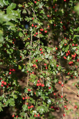 photo Vibrant display of hawthorn berries showcasing their vivid red color amidst lush green foliage in a thriving natural habitat, perfect for wildlife support and herbal uses.