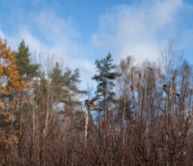 photo Pair of small brown birds perched on bare branches with scenic backdrop of mixed foliage and expansive blue sky showcasing early signs of fall seasonal transition