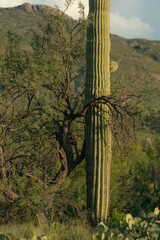 Nurse trees from Palo Verde Mesquite provide shade for the young saguaro cactus in order to...