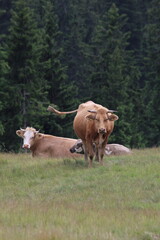 Fototapeta premium cows on the meadow