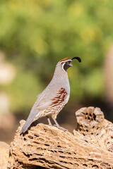 Gambel's Quail male, Pima County, Arizona.
