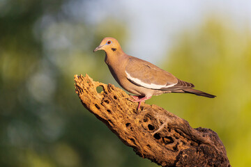 White-winged Dove, Pima County, Arizona.