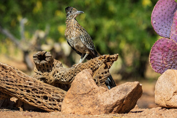 Greater Roadrunner in desert, Pima County, Arizona.