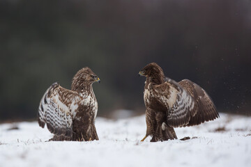 Myszołów zwyczajny, common buzzard, (Buteo buteo)