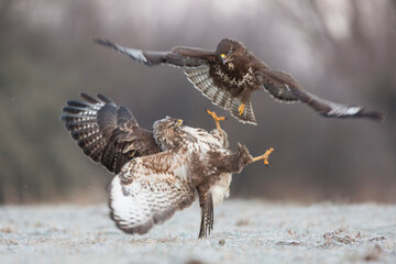 Myszołów zwyczajny, common buzzard, (Buteo buteo) © Michal Przystas