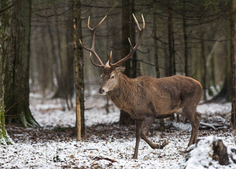 Jeleń szlachetny, Jeleń, Red Deer, Deer, Cervus elaphus © Michal Przystas