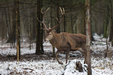 Jeleń szlachetny, Jeleń, Red Deer, Deer, Cervus elaphus © Michal Przystas