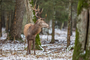 Jeleń szlachetny, Jeleń, Red Deer, Deer, Cervus elaphus © Michal Przystas