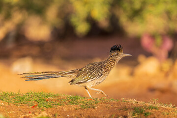 Greater Roadrunner in desert, Pima County, Arizona.