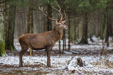 Jeleń szlachetny, Jeleń, Red Deer, Deer, Cervus elaphus © Michal Przystas