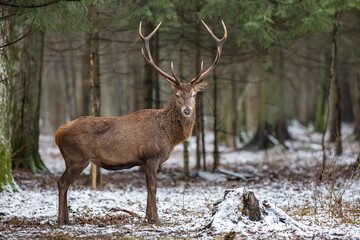 Jeleń szlachetny, Jeleń, Red Deer, Deer, Cervus elaphus © Michal Przystas