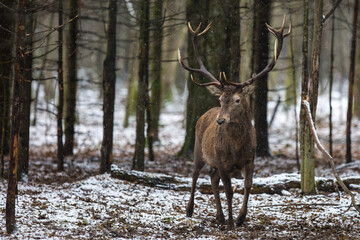 Jeleń szlachetny, Jeleń, Red Deer, Deer, Cervus elaphus © Michal Przystas