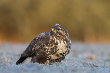Myszołów zwyczajny, common buzzard, (Buteo buteo)