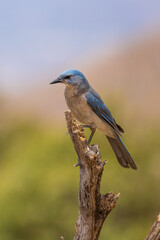 Mexican Jay, Pima County, Arizona.