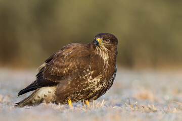 Myszołów zwyczajny, common buzzard, (Buteo buteo)