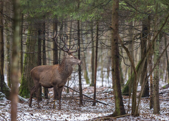 Jeleń szlachetny, Jeleń, Red Deer, Deer, Cervus elaphus © Michal Przystas