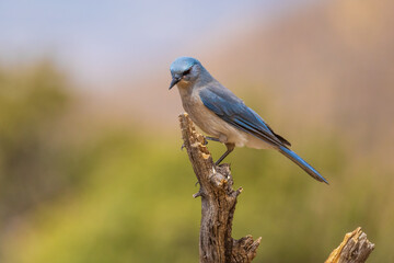 Mexican Jay, Pima County, Arizona.