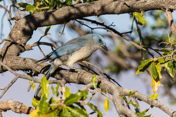 Mexican Jay, Pima County, Arizona.