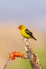 Fototapeta premium Western Tanager male near Ocotillo cactus, Pima County, Arizona.