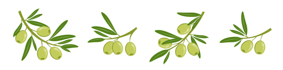 Green olives with leaves. Set of olive tree branches. Ripe fruits of natural plants. Botanical decorative elements. Food product sketch. Vector illustration.
