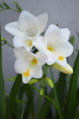 Closeup of white freesia flowers