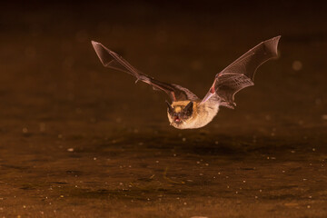 Long-eared Myotis skimming pond for a drink, Pima County, Arizona.