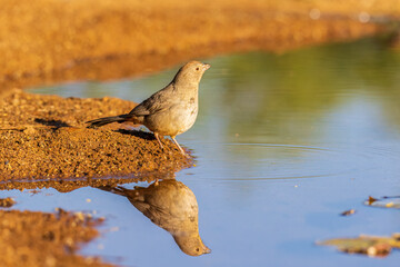 Canyon Towhee at water, Pima County, Arizona.