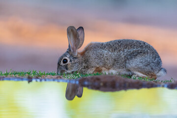 Obraz premium Desert Cottontail at water, Pima County, Arizona.