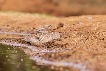 Western Diamondback Rattlesnake at water, Pima County, Arizona.