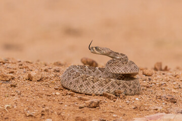 Western Diamondback Rattlesnake, Pima County, Arizona.