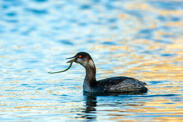 USA, California, Morro Bay. Eared grebe eating pipefish in water.