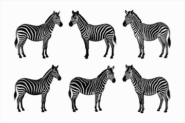 set of zebra animals vector illustration © Suzan