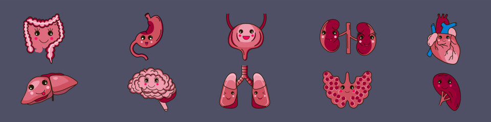 Set of human organs icons. Digestive organs, heart, thyroid gland, brain.Vector illustration