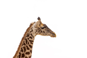 Jirafa Giraffe Tanzania Serengeti