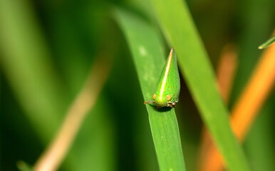 small green insect on a leaf