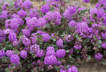 Fototapeta premium USA, California, Anza-Borrego Desert State Park. Close-up of purple sand verbena flowers.