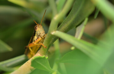 small grasshopper perched on a leaf