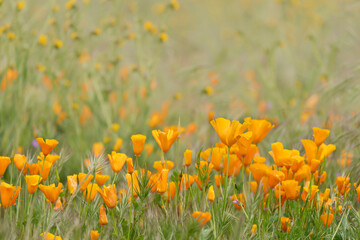 USA, California, Diamond Valley State Park. Close-up of yellow poppies.