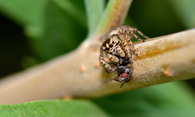 small jumping spider devouring a fly