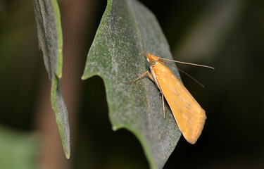 small orange butterfly perched on a leaf