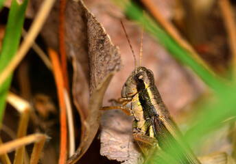 small grasshopper perched on a leaf
