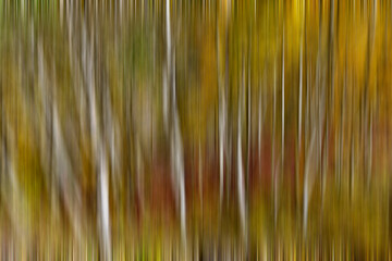 USA, California, June Lake. Aspens in Fall golden color, blur motion