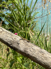 green lizard on a log with the sea in the background