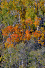 USA, California, Lundy Canyon. Eastern Sierras and hillside of Aspens in autumn color.