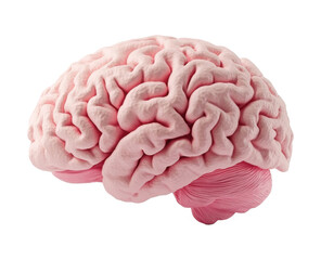 PNG A Human brain white background outdoors mushroom. 
