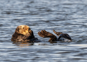 Sea Otter (Enhydra lutris) are marine mammals and the largest member of the weasel family, Endangered, Monterey, Bay