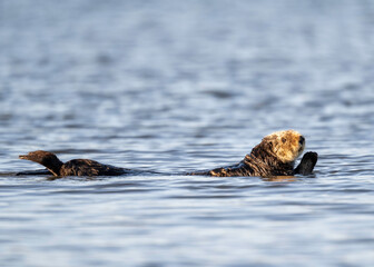 Fototapeta premium Sea Otter (Enhydra lutris) are marine mammals and the largest member of the weasel family, Endangered, Monterey, Bay