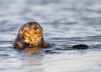 Fototapeta premium Sea Otter (Enhydra lutris) are marine mammals and the largest member of the weasel family, Endangered, Monterey, Bay