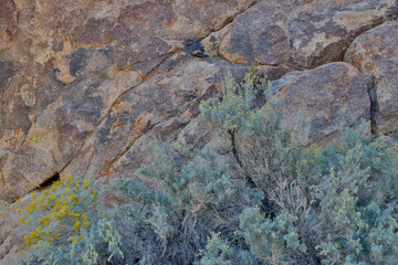 USA, California, Lone Pine, Inyo County. Alabama Hills with lichen covered rocks and blooming rabbit bush